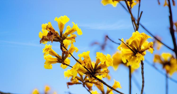 风铃花语（倾听风铃的微妙）