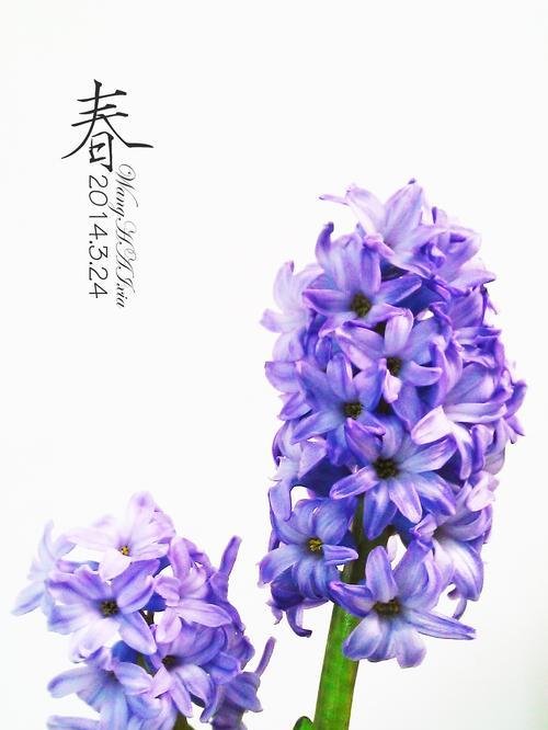 风信子花语浅析——寓意与象征（春天中的柔情告白——风信子的意义解读）