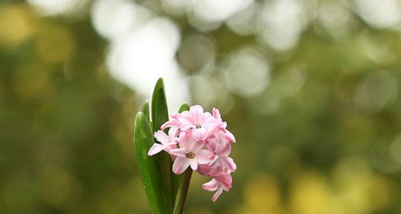 紫色风信子的花语与寓意（探寻紫色风信子的花语与意义）