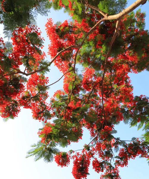 凤凰花的花语与美丽（凤凰花传递的情感与寓意）