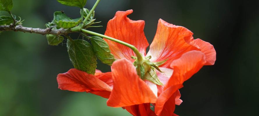 扶桑花（探寻扶桑花的花语与含义）