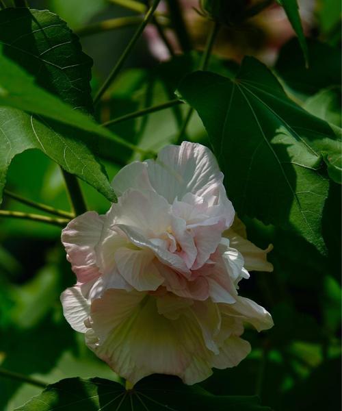 芙蓉花的花语与美丽传说（揭开芙蓉花的奇妙花语）