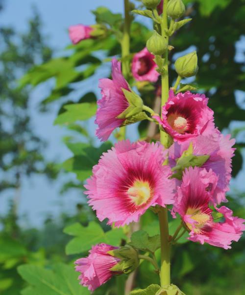 芙蓉花的花语与美丽传说（揭开芙蓉花的奇妙花语）