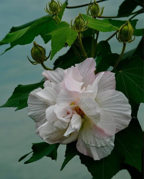 芙蓉花的花语和寓意（传递爱与美的美丽芙蓉花）