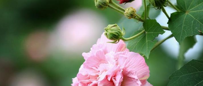 芙蓉花的花语和寓意（传递爱与美的美丽芙蓉花）