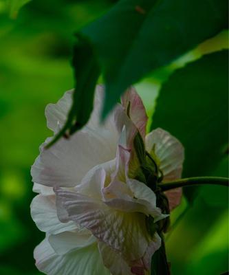 芙蓉花的花语与代表意义（美丽而坚韧的芙蓉花）