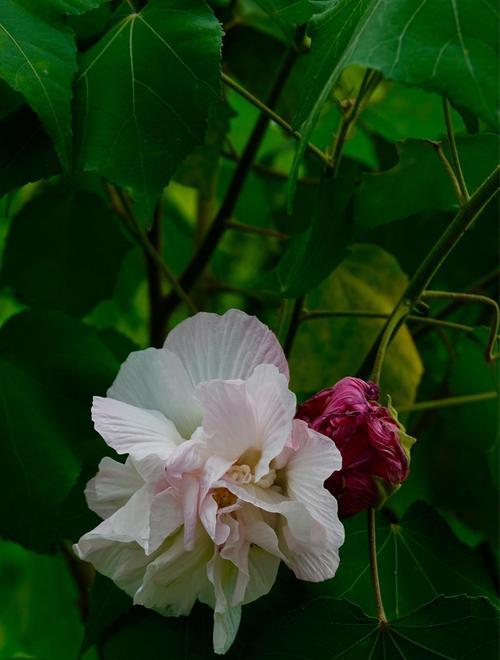 芙蓉花的花语与代表意义（美丽而坚韧的芙蓉花）