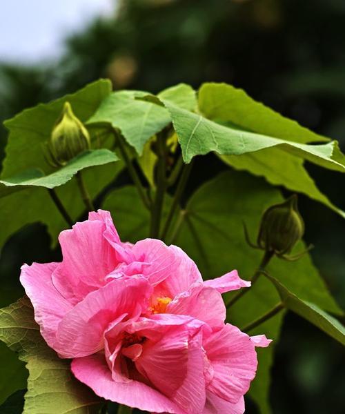 芙蓉花（荣耀）