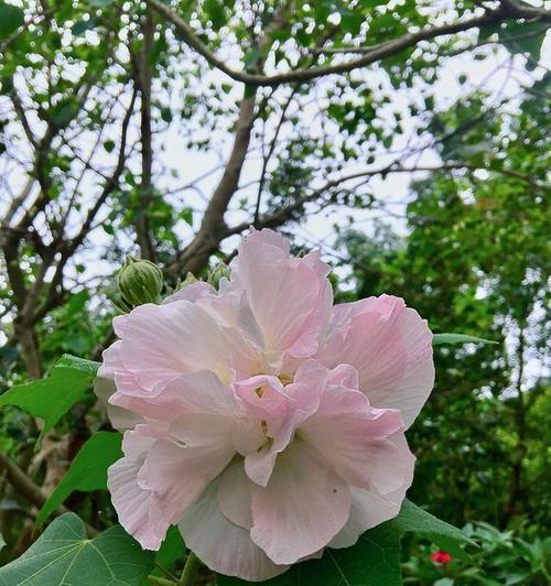 芙蓉花（荣耀）