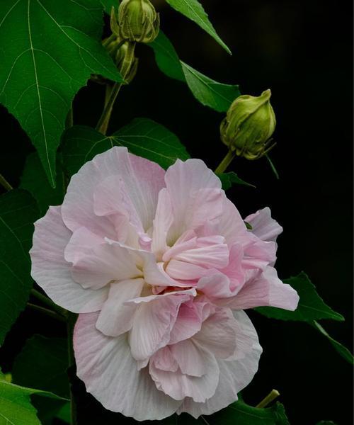 木芙蓉花的传说和花语（揭开木芙蓉传说的神秘面纱）