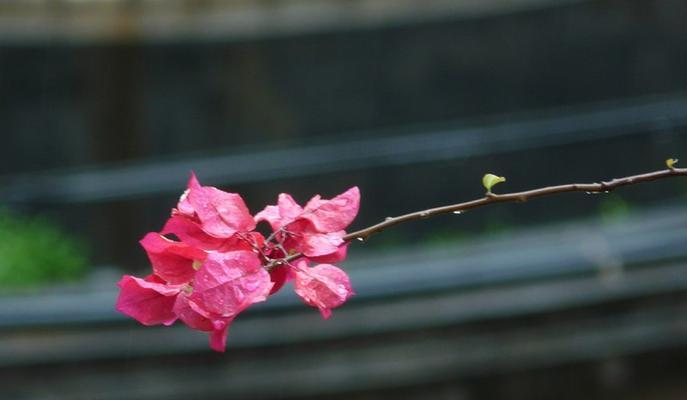 三角梅——裸子植物之一（了解三角梅的分类和特征）