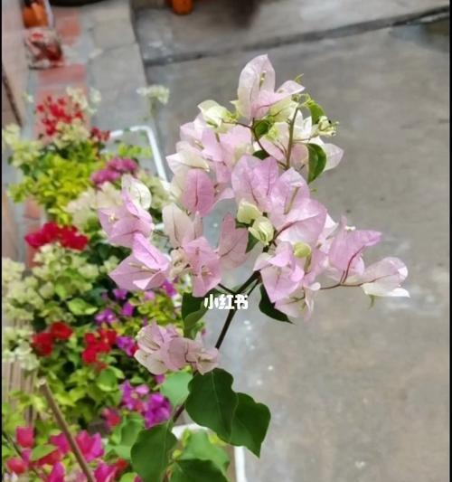 三角梅雪紫勤花——美丽的多肉植物（探秘三角梅雪紫勤花的养护方法及美丽魅力）