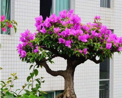 三角梅开花季节一年四季（多肉植物三角梅的不同开花季节和如何促进开花）