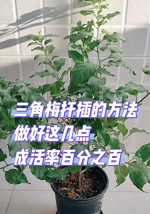 三角梅的剪枝修剪方法及图解（打造优美花形）