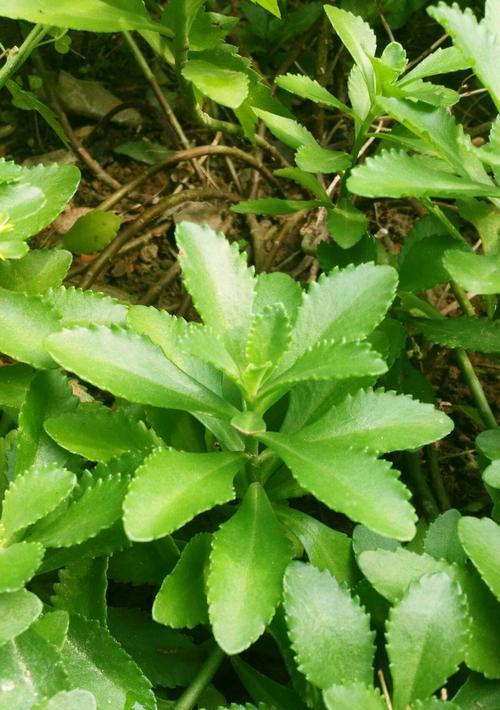 三七种植的最佳时间（种植前的准备与注意事项）