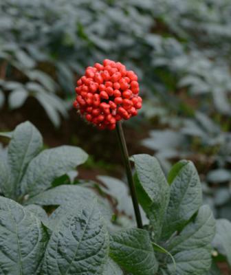 探秘三七的故乡——四川（四川特产三七的世界闻名和种植与加工）