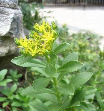 三七——一种药用植物的详细介绍（从来源到药用价值）