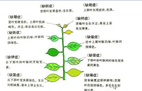 三色堇摘心打顶时间与方法（打造壮美的三色堇盆栽）