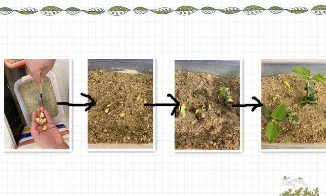 三色堇种子发芽时间详解（从种子选购到发芽成功的全过程）