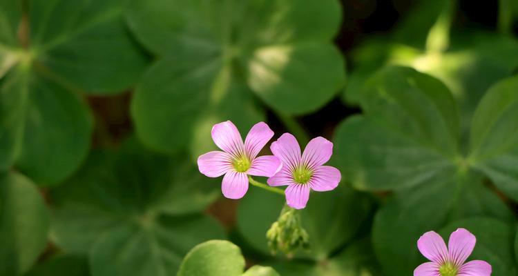 三叶草的花期（从生长环境到花朵开放）