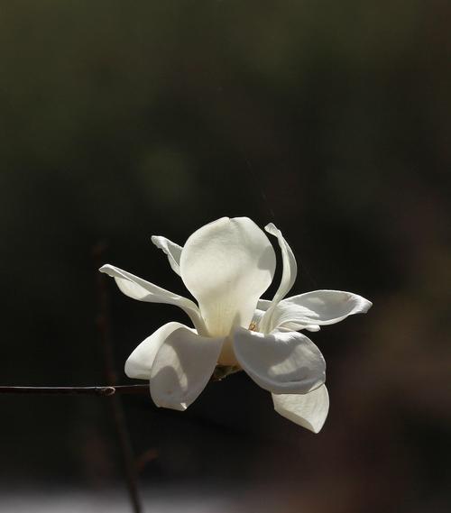 不同颜色玉兰花的花语（探寻不同颜色玉兰花的含义与象征）