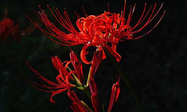 曼珠沙华的花语和传说（五彩斑斓的花海和美丽传说）