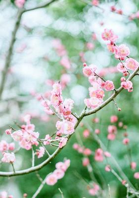 梅花的花语与意义（探寻梅花背后的象征与寓意）