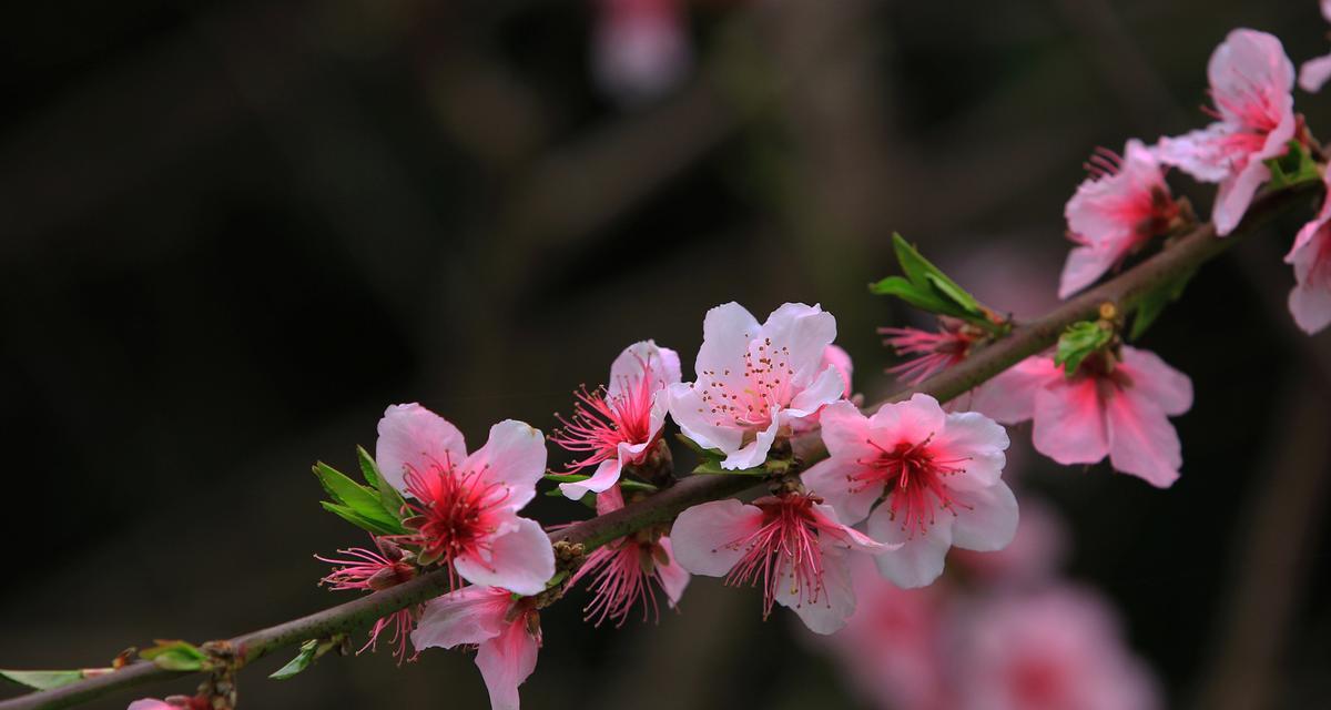 樱桃花的花语（绽放春天的使者）