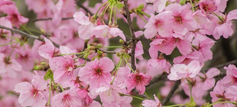 樱花花语——美丽与短暂的生命之舞（走进樱花的世界）