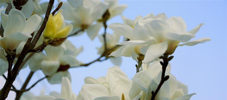 玉兰花的花语（玉兰花的花语解读及寓意分析）