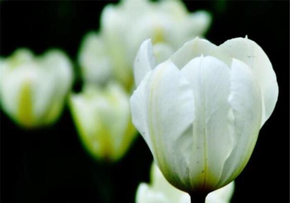 郁金香花语的意义与传承（探寻郁金香花语的多重含义）