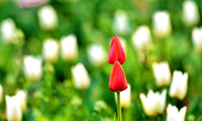 解读郁金香花语的丰富寓意（春日花开中的深层诠释）