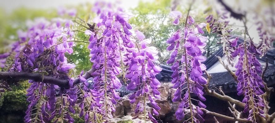 紫藤花的花语与意义（探寻紫藤花的花语）