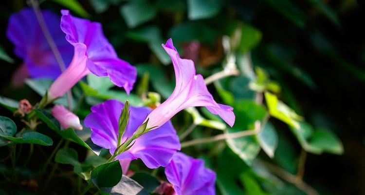 矮牵牛的花期及生长习性（一年开几次花）