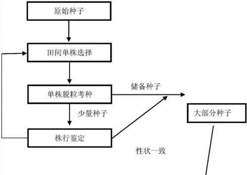 种植矮向日葵的完整指南（从选种到收获）