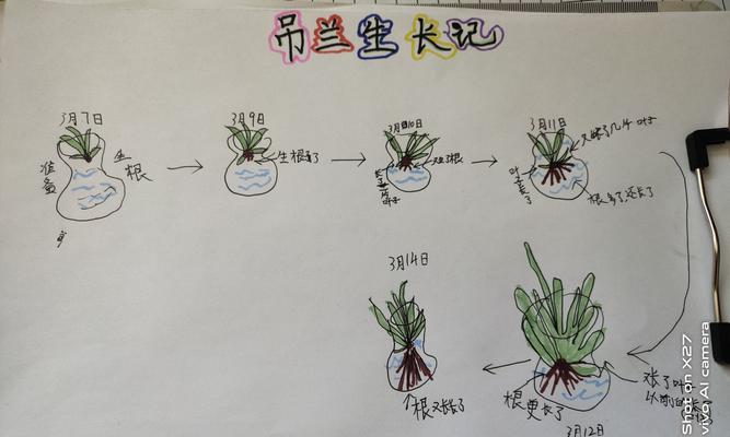 矮种兰花的养殖技巧（打造迷人的小花园）