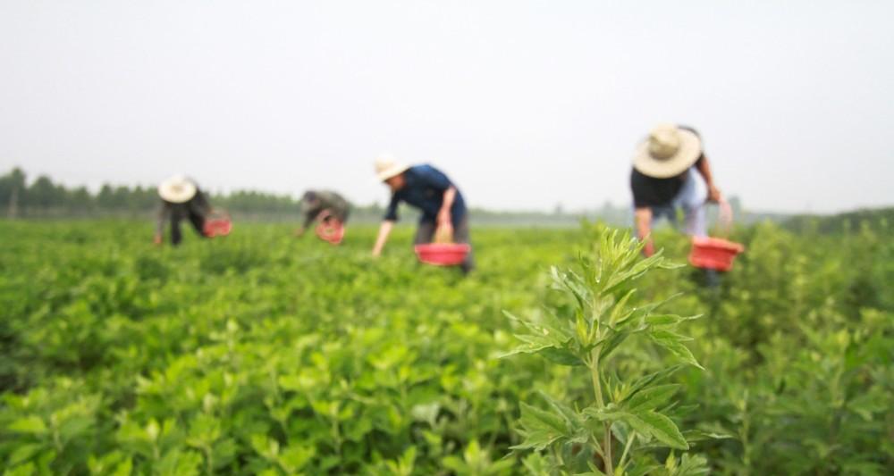 艾草的生长环境与适宜地点（探究艾草生长的条件与适应性）