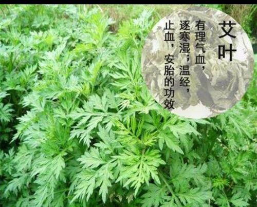 艾草的种植时间和注意事项（掌握种植技巧）