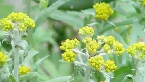 艾草开花时间及其特点（了解艾草开花的季节和特点）