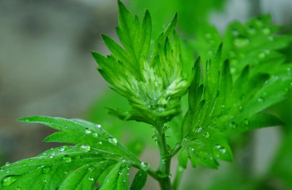 探究艾草种子的形态特征（揭秘艾草种子的奥秘与应用）