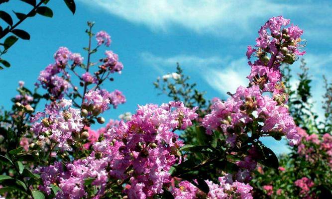 安阳市花紫薇花的象征意义（探寻紫薇花的美丽与文化内涵）