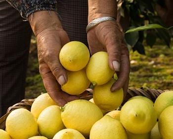 安岳柠檬的采摘时间和上市季节（揭秘安岳柠檬的成熟期及果实品质）