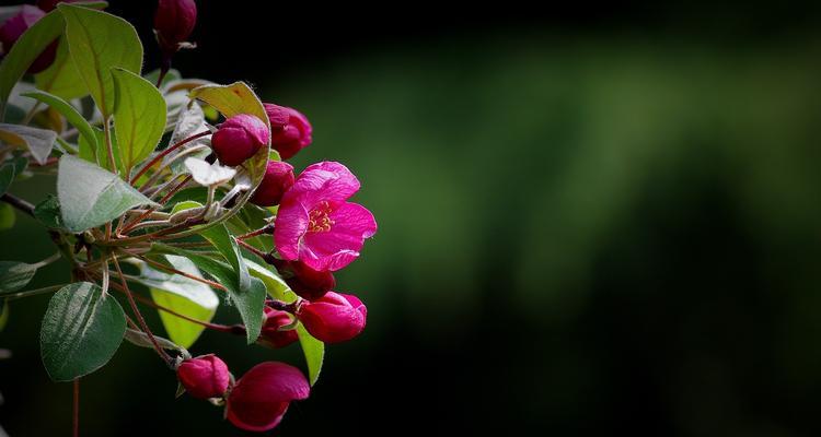 海棠花的象征意义——爱与坚强（用花语传递真挚情感）