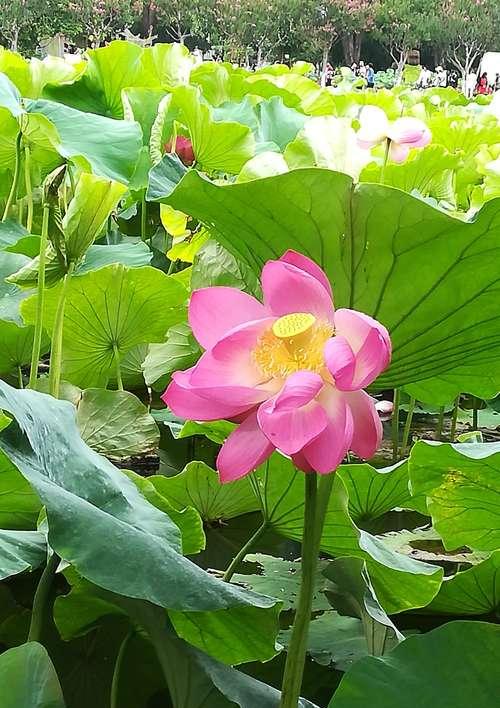 荷花花语之美——寓意优雅的水中明珠（探寻荷花的花语之美）