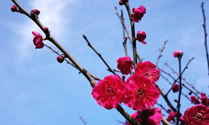 红梅花的花语及其意义（传递坚韧不拔的力量与美丽）