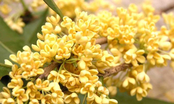 金桂花树花语（金桂花树花语传递着对美好生活的追求）