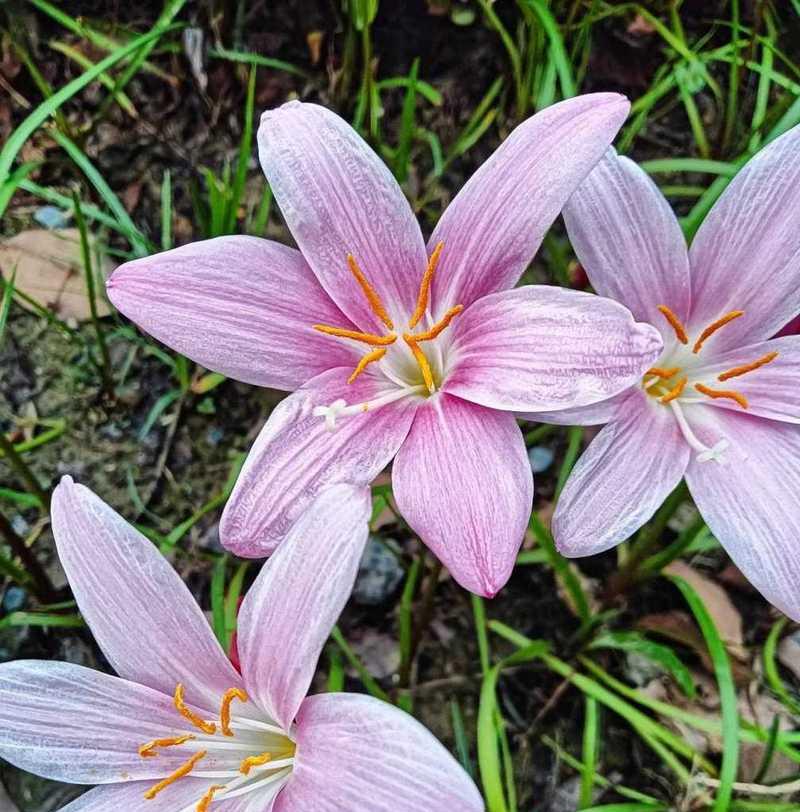 韭兰花语与含义（韭兰）