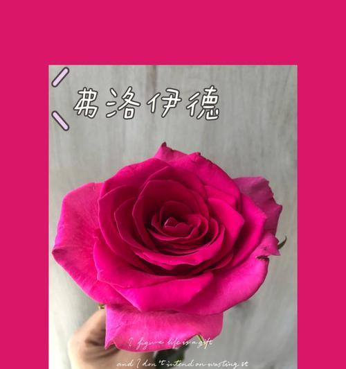 九星蓝狐玫瑰（花语启示人生）