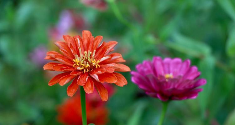 菊花的色彩与花语（揭开菊花的神秘面纱）