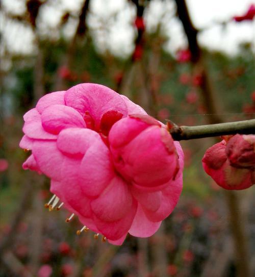 腊梅花花语揭秘，寓意温暖希望（探索腊梅花的深层寓意与象征意义）